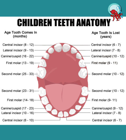 Tooth Eruption|Baby Teeth Order| Teething Age - Sea of Smiles Cincinnati